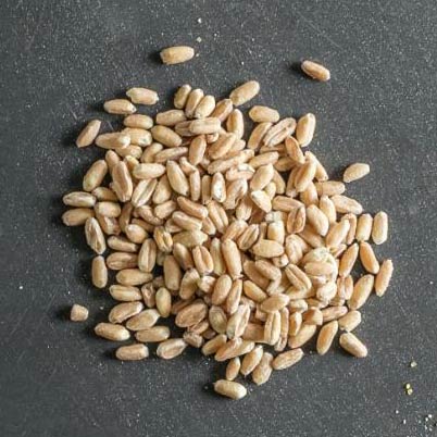 Grains