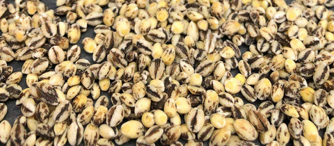 Pearled Black Nile Barley